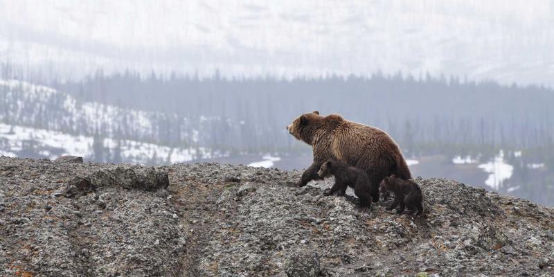 脑机接口的第五科技之路:当系统架构遇见神经编程,网络安全迎来范式革命